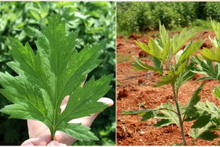 南阳七年陈艾 手工制作与批发优势全解析